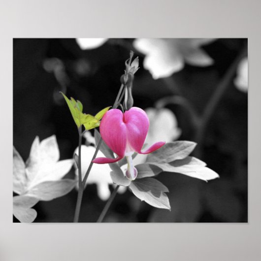 Blume des rosa blutenden Herzens Poster (Vorne)