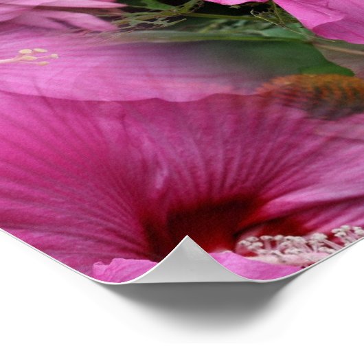 Blume des rosa Hibiskus multipliziert Poster (Ecke)