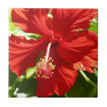 Blume des Roten Hawaiianischen Hibiskus