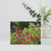 Blume des Roten Kosmos Postkarte (Stehend Vorderseite)