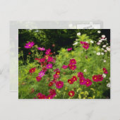 Blume des Roten Kosmos Postkarte (Vorne/Hinten)
