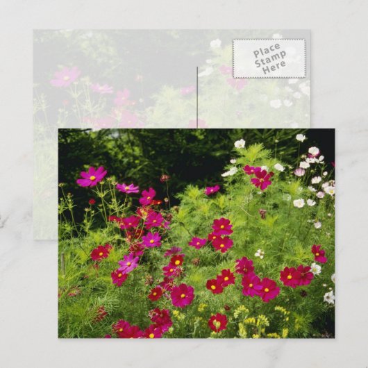 Blume des Roten Kosmos Postkarte (Vorne/Hinten)