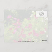 Blume des Roten Kosmos Postkarte (Rückseite)