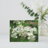 Blume des Staat Missouri: Hawthorn Postkarte (Stehend Vorderseite)