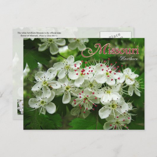 Blume des Staat Missouri: Hawthorn Postkarte (Vorne/Hinten)
