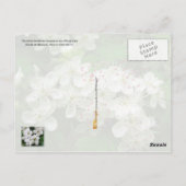 Blume des Staat Missouri: Hawthorn Postkarte (Rückseite)