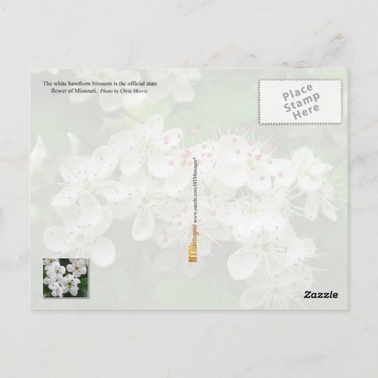 Blume des Staat Missouri: Hawthorn Postkarte (Rückseite)