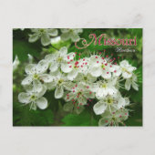 Blume des Staat Missouri: Hawthorn Postkarte (Vorderseite)