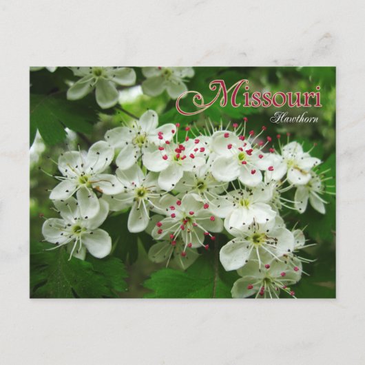 Blume des Staat Missouri: Hawthorn Postkarte (Vorderseite)