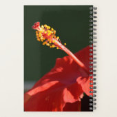 Blume des tropischen Roten Hibiskus auf Schwarz in Planer (Rückseite)