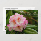 Blume des Washingtoner Staat: Küste Rhododendron Postkarte (Vorne/Hinten)