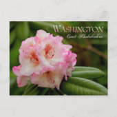 Blume des Washingtoner Staat: Küste Rhododendron Postkarte (Vorderseite)