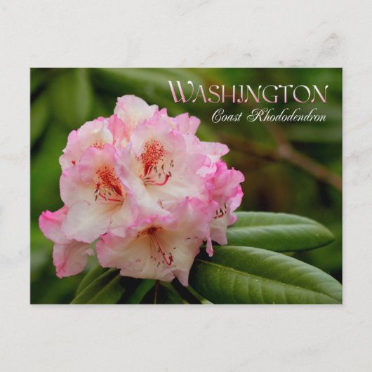 Blume des Washingtoner Staat: Küste Rhododendron Postkarte (Vorderseite)