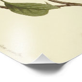 Blume des weißen Dogwoods Fotodruck (Ecke)