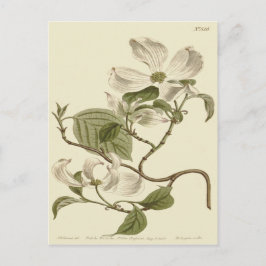 Blume des weißen Dogwoods Postkarte