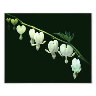 Blume des weißen Herzens 8x10 Fotodruck