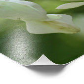 Blume des weißen Herzens Fotodruck (Ecke)