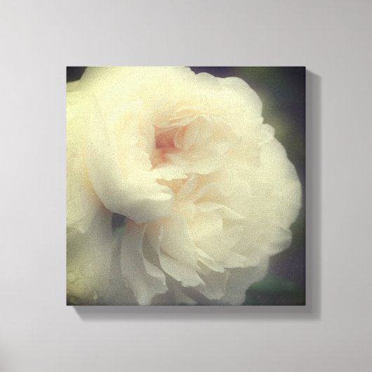 Blume des weißen Roses im Blut Leinwanddruck (Vorderseite)