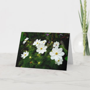 Blume des Weißkosmos Karte