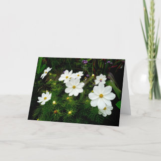 Blume des Weißkosmos Karte