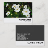 Blume des Weißkosmos Visitenkarte (Vorne/Hinten)