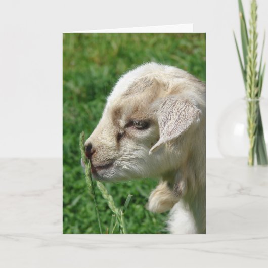 Blume des Ziegenkerns Karte (Vorderseite)