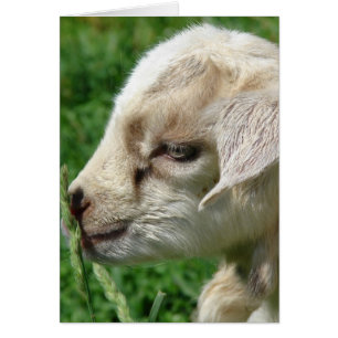 Blume des Ziegenkranzes