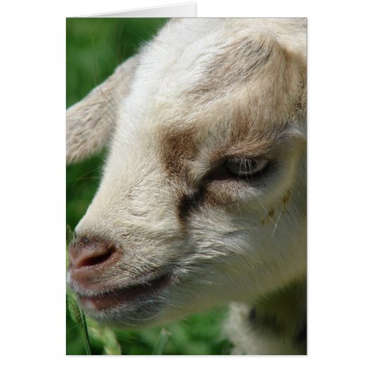 Blume des Ziegenkranzes (Vorne)