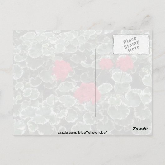 Blume des Zonalgerans (Pelargonium Hortorum) Postkarte (Rückseite)