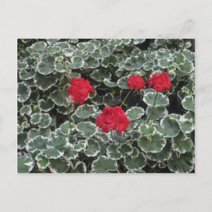Blume des Zonalgerans (Pelargonium Hortorum) Postkarte