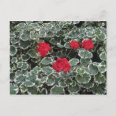 Blume des Zonalgerans (Pelargonium Hortorum) Postkarte (Vorderseite)