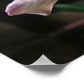 Blume drei poster (Ecke)