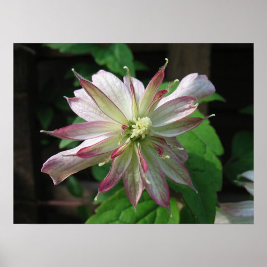 Blume drei poster (Vorne)