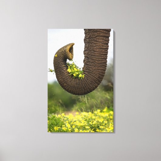 Blume eines Riesen Leinwanddruck (Vorderseite)