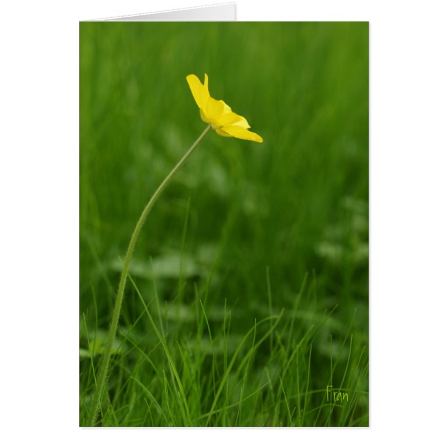 Blume eines Single (Vorne)