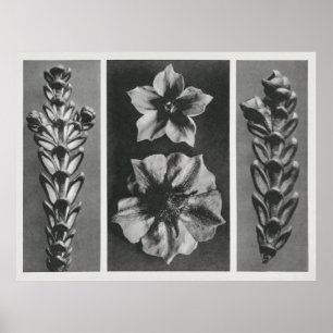 Blume erweitert poster