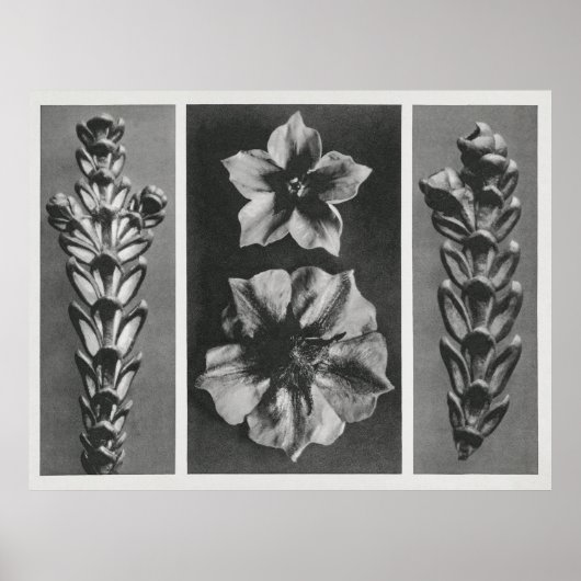 Blume erweitert poster (Vorne)