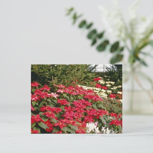 Blume Euphorbia Pulcherrima (Poinsettia) Postkarte (Stehend Vorderseite)