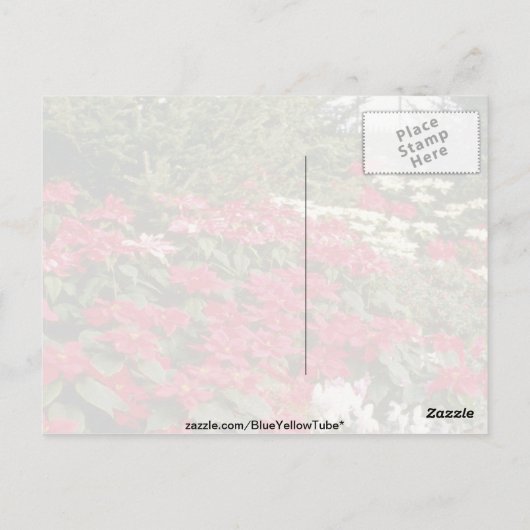 Blume Euphorbia Pulcherrima (Poinsettia) Postkarte (Rückseite)