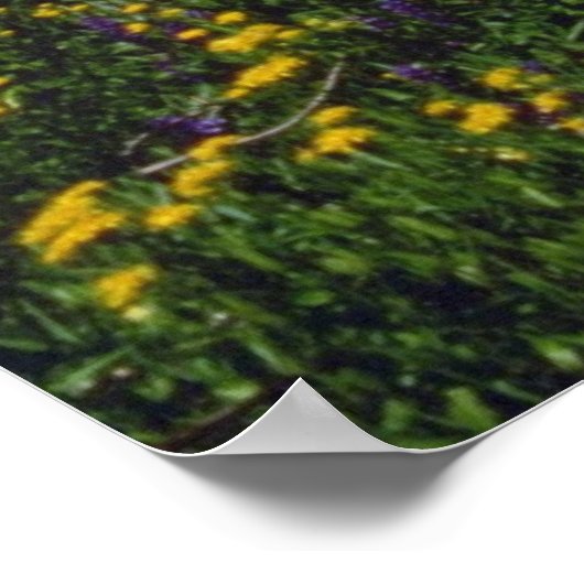 Blume Felder in der Nähe von Sonora Pass, Kaliforn Poster (Ecke)