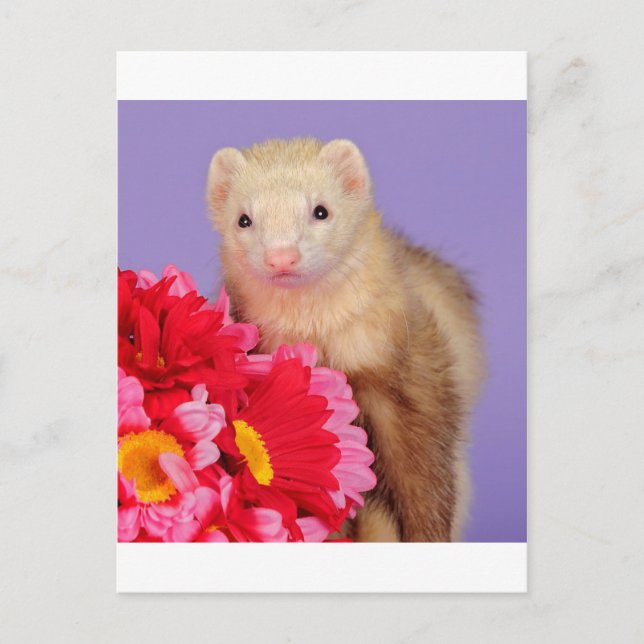 Blume Ferret Postkarte (Vorderseite)
