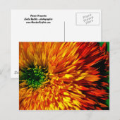 Blume Fireworks Postcard Postkarte (Vorne/Hinten)