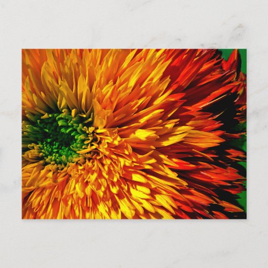Blume Fireworks Postcard Postkarte (Vorderseite)