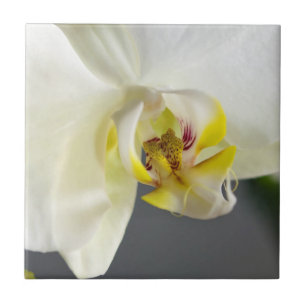 Blume Fliese