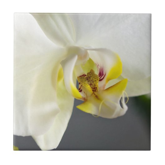 Blume Fliese (Vorderseite)