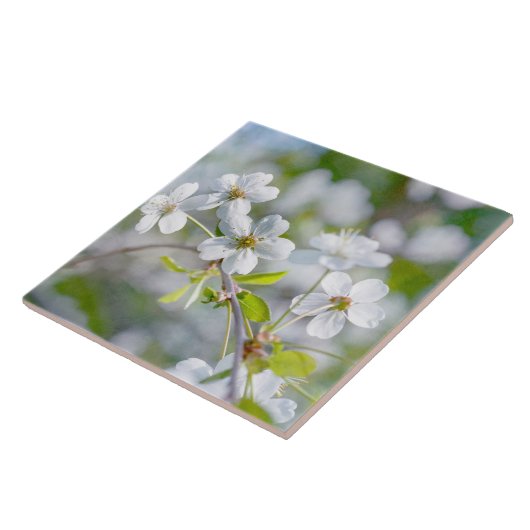 Blume Fliese (Seite)