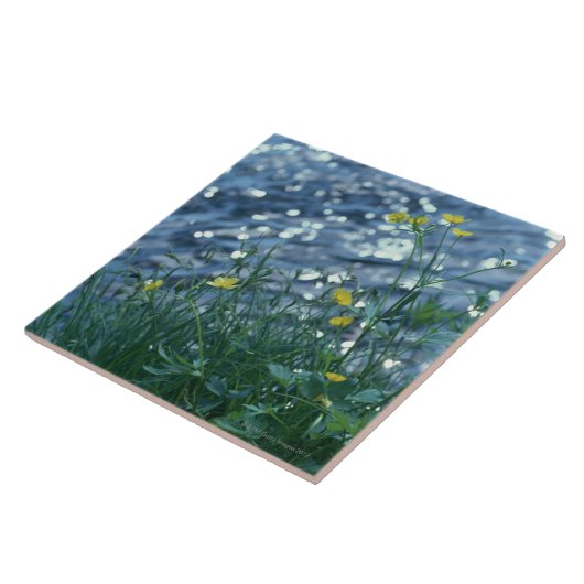 Blume Fliese (Seite)