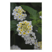 Blume - Flores Fotodruck (Vorne)