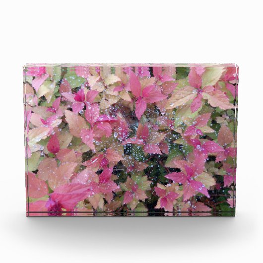 Blume Foto (Vorderseite)