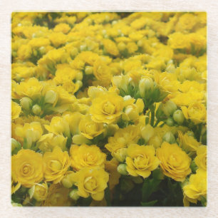 Blume Foto Hellgelbe Blüten Weibchen Glasuntersetzer